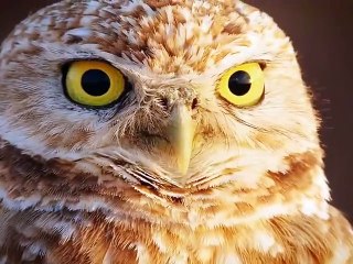 Nature..Wildlife_7380689544489848069-no-watermark