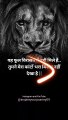 Lion . . .️‍♀️|| #attitude #motivation #whatsappstatus #respect #lion