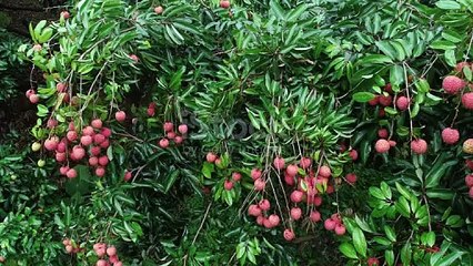 istockphoto-1250020731-640_adpp_is