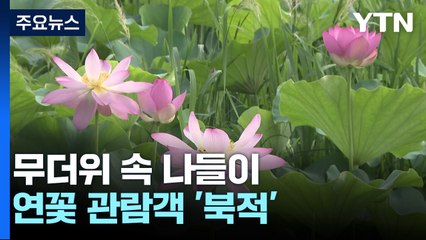 더위 속에도 연꽃 관람객들로 전주 덕진공원 '북적' / YTN