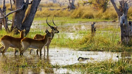 istockphoto-2163736941-640_adpp_is