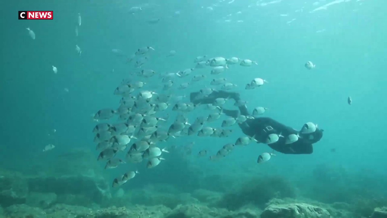 Biodiversité : la réserve marine de Banyuls fête ses 50 ans