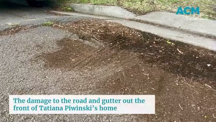 Tighes Hill tree roots - Newcastle Herald