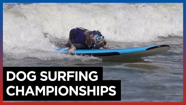 Canines hang ten in California dog surfing competition