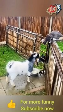 crazy goats This is why GOATS the FUNNIEST ANIMALS try not to laugh