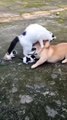 cat vs dog horrible fight - Cuty kitty - #shorts