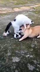 cat vs dog horrible fight - Cuty kitty - #shorts