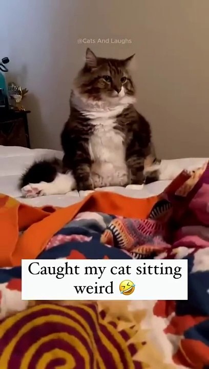 funny cats  episode 331 #shorts