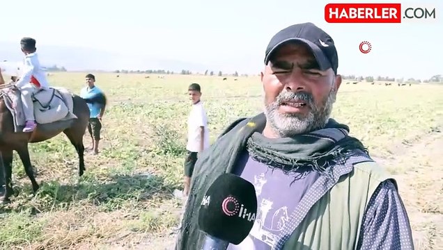 300 dönüm arazideki kavunu hayrına bıraktı, toplanmayan binlerce kavun hayvanlara yem oldu