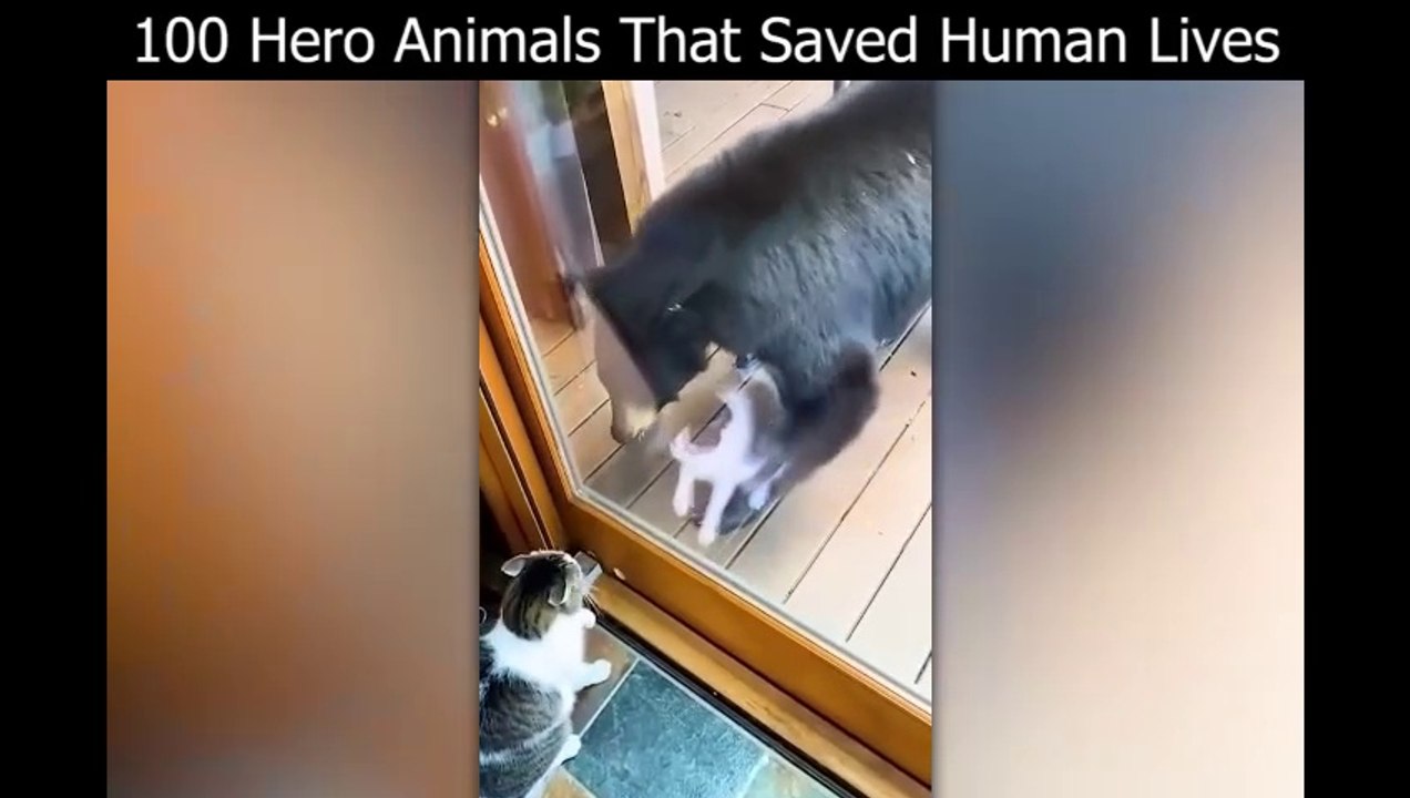 Hero Animals Saved Human Lives1 video Dailymotion