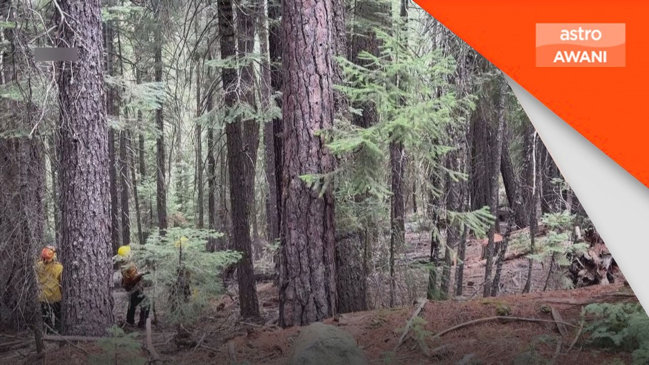 Operasi tebang pokok California henti api marak