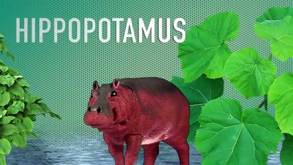Learning Jungle Animals - Jungle Animals Names and Sounds