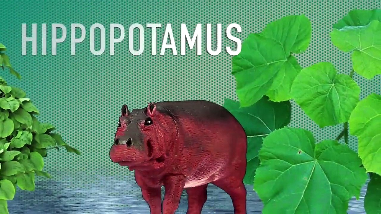 Learning Jungle Animals - Jungle Animals Names and Sounds