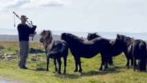 Bagpipe player puts on a show for crowd of Shetland Ponies