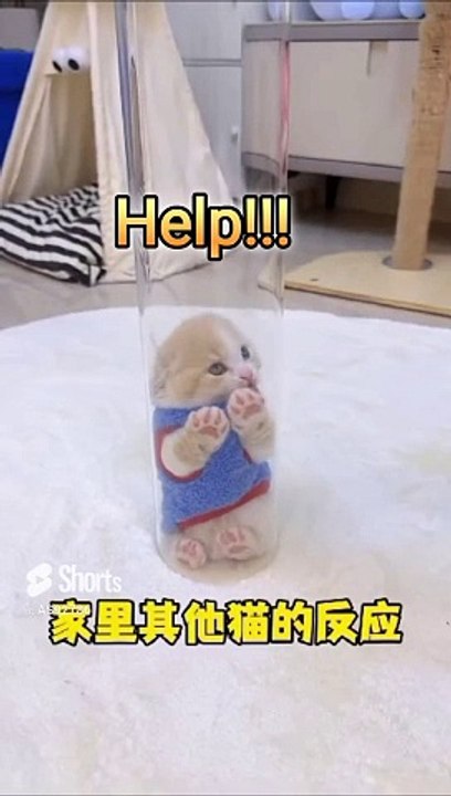 Cute cats