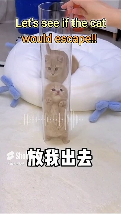 Will the cat escape