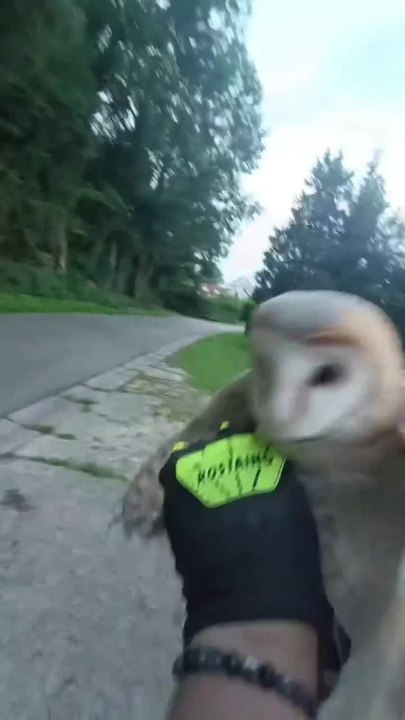 Hiboux