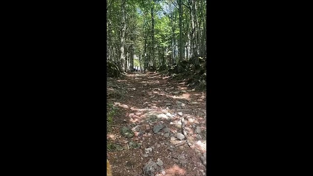 Aggrediti da un branco di cinghiali si salvano grazie ai loro cani