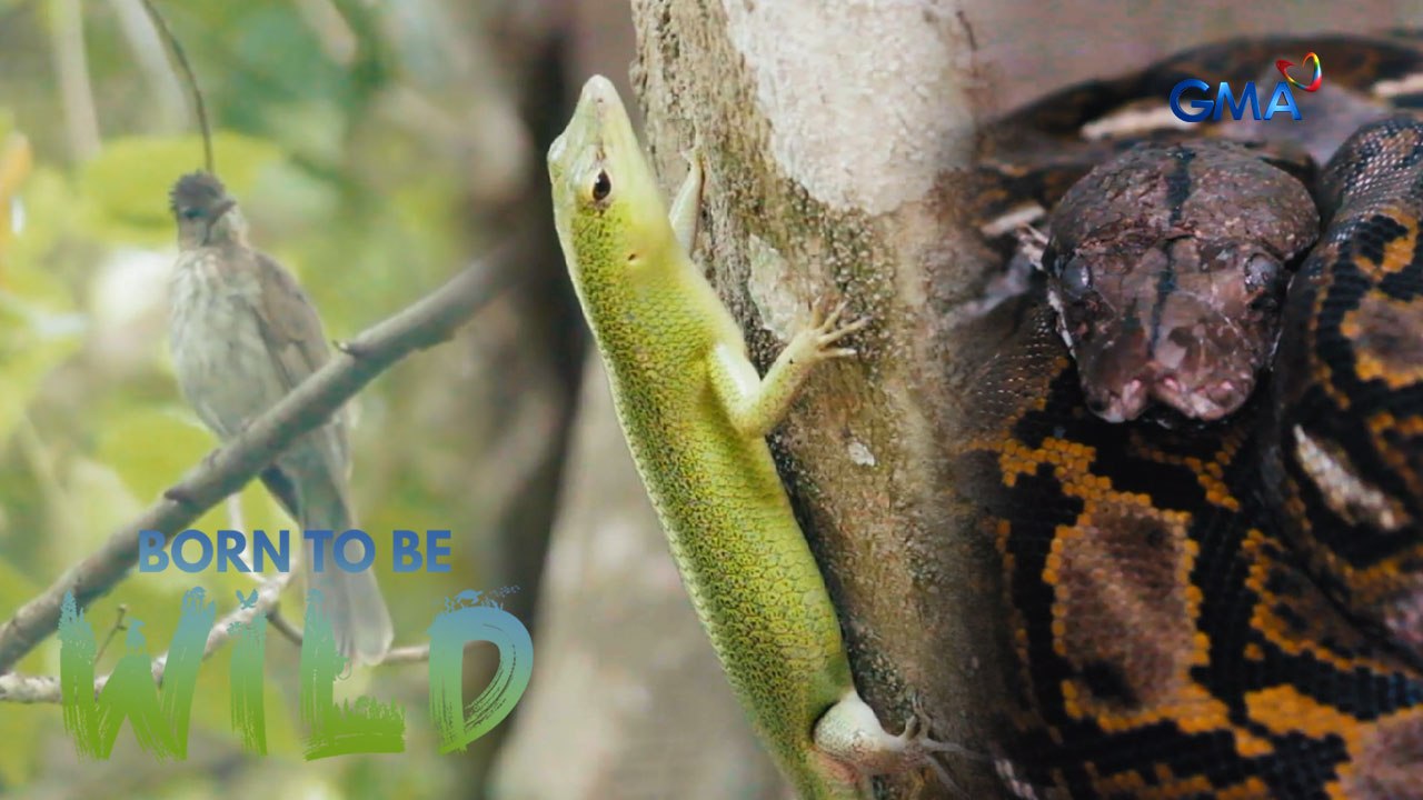 Mga wild animal, guest sa isang resort sa San Juan, Siquijor?! | Born to be Wild