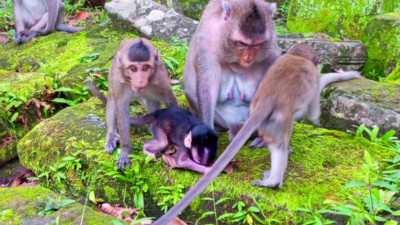 Adorable Cute Baby Monkey. Playing Very Happy (1080p_30fps_H264-128kbit_AAC)
