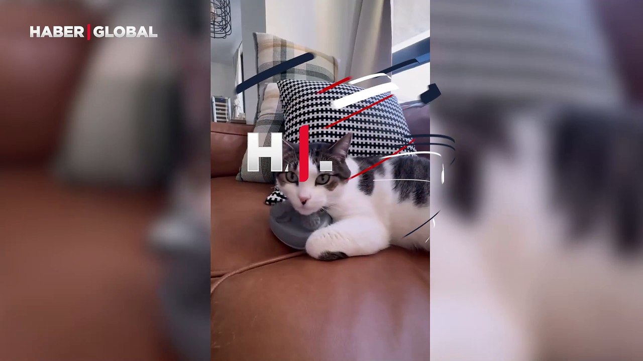 Rahatına düşkün kedinin masaj keyfi viral oldu