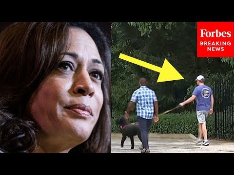 WATCH: Top VP Contender Andy Beshear Seen Walking Dog As Harris Interviews Potential Running Mates