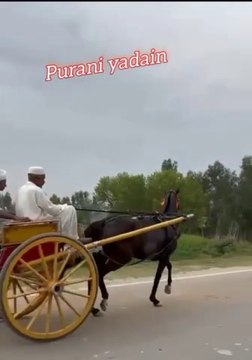 Old culture Purani yadain Tanga in Punjab traditional village life in Punjab India and Pakistan