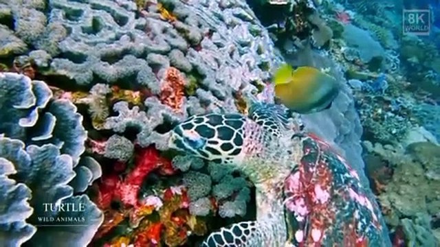 Wild Animals with Natural Sound in 8K ULTRA-HD part 1