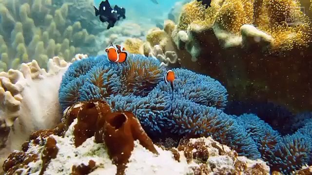 Wild Animals with Natural Sound in 8K ULTRA-HD Part 3