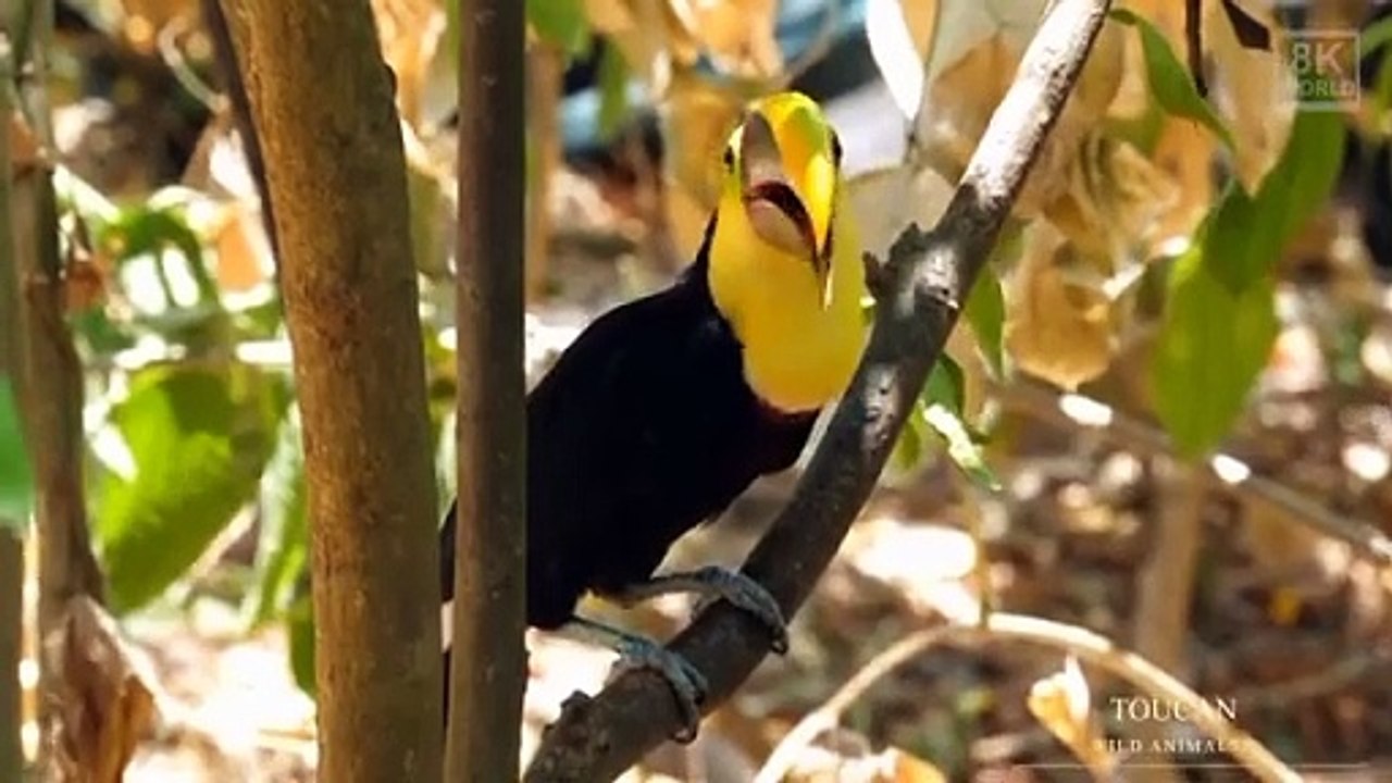 Wild Animals with Natural Sound in 8K ULTRA-HD Part 4