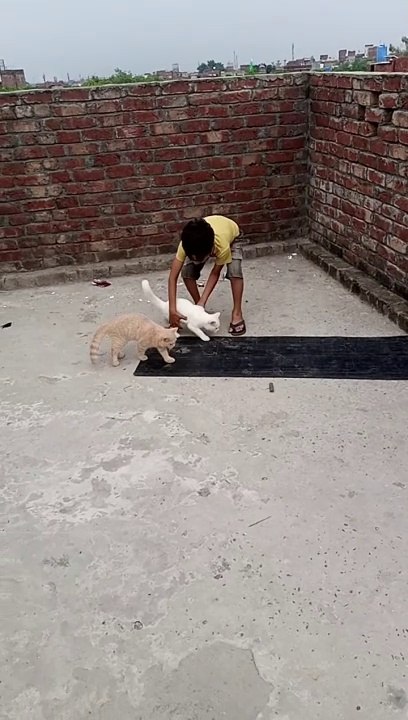 Cute ayan playing with cats 