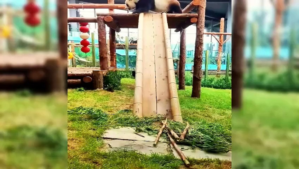 Craziest Animals Compilation