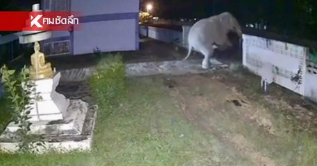 ชาวบ้านหนองปรือยาง ผวา! ช้างป่าหงุดหงิด บุกพังรั้วโรงเรียนกลางดึก