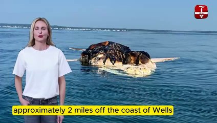 OCEAN MYSTERY! Uncovering the Cause of Death for this Humpback