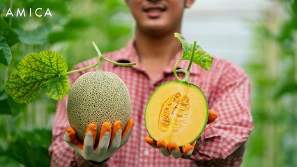 Queste sono le proprietà e i benefici del melone