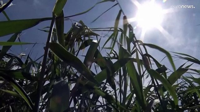Ρουμανία: Ο καύσωνας έφερε ξηρασία – Έχει να βρέξει τρεις μήνες