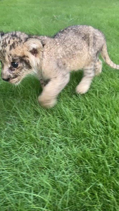 baby lion