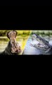 Hippo vs Crocodile. #hippo #crocodile #hippos #hippopotamus #crocodiles #animals #wildlife #deer