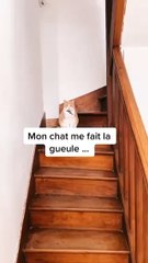 Mon chat fait la tête !