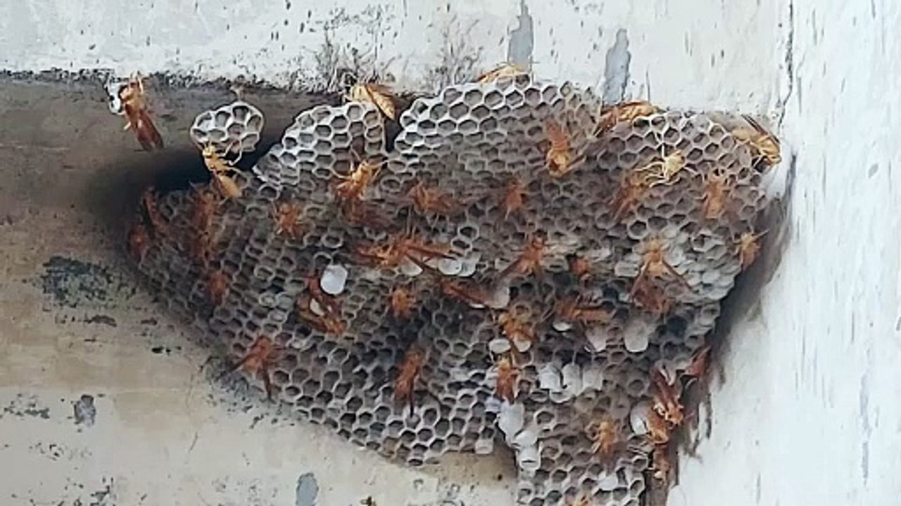 Tataiya ka bada sa chatta | yellow wasp | barr | bhird | tataiya