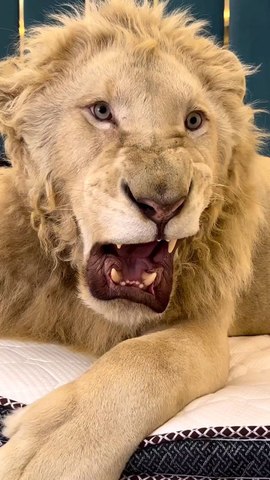 lion King