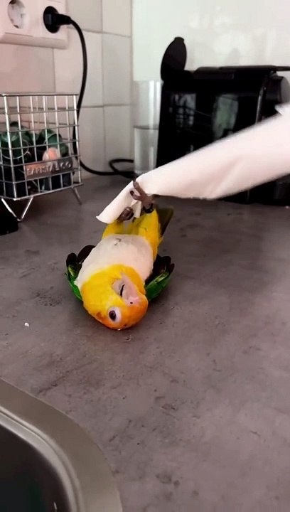 Cute Parrot