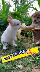 Cute puppy feeds his bunny friend 
