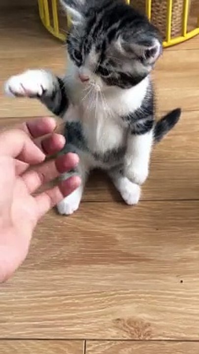 Cute and fluffy friends ❤️ 