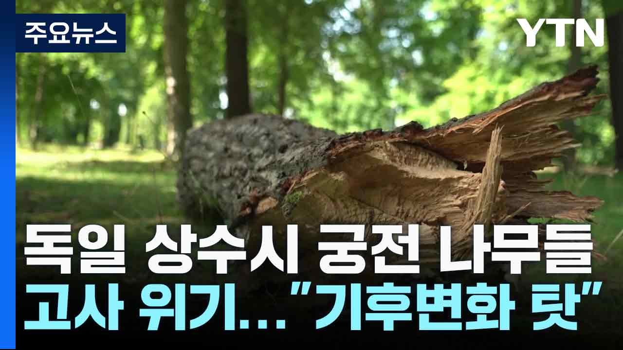 獨 상수시 궁전·英 왕립식물원 나무 고사 위기..."기후 변화 탓" / YTN
