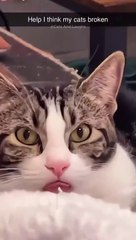 funny cats  episode 336 #shorts