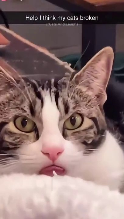 funny cats  episode 336 #shorts