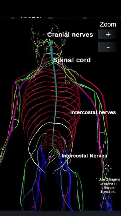 Spinal Cord Anatomy and Function