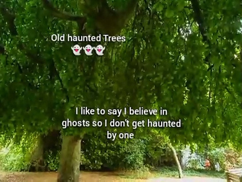 Old haunted Trees I like to say I believe in ghosts