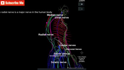 Understanding the Radial Nerve Anatomy, Function
